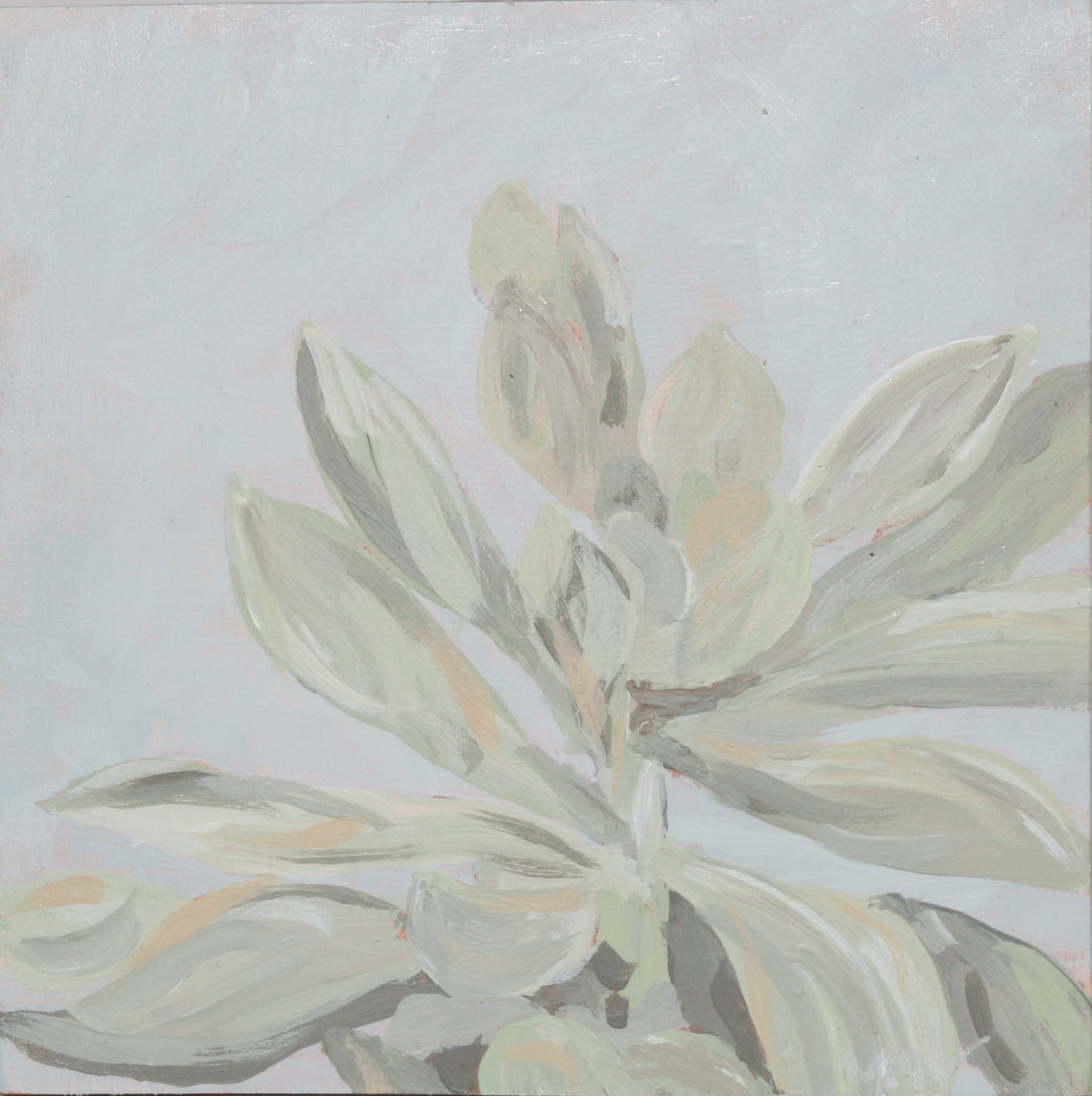 Framed: Blue Haze Succulent #2
