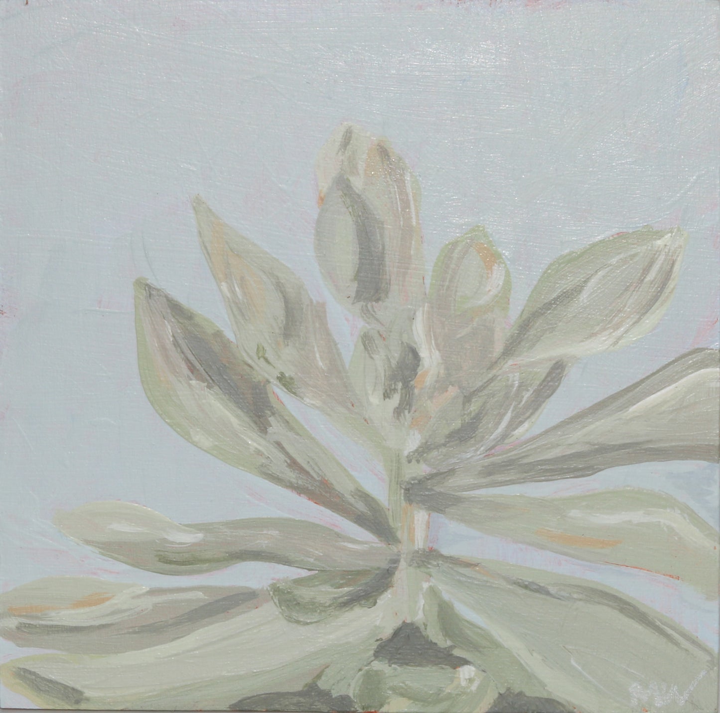 Framed: Blue Haze Succulent #1