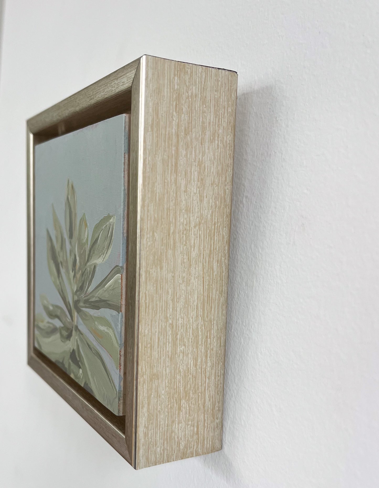 Framed: Blue Haze Succulent #1